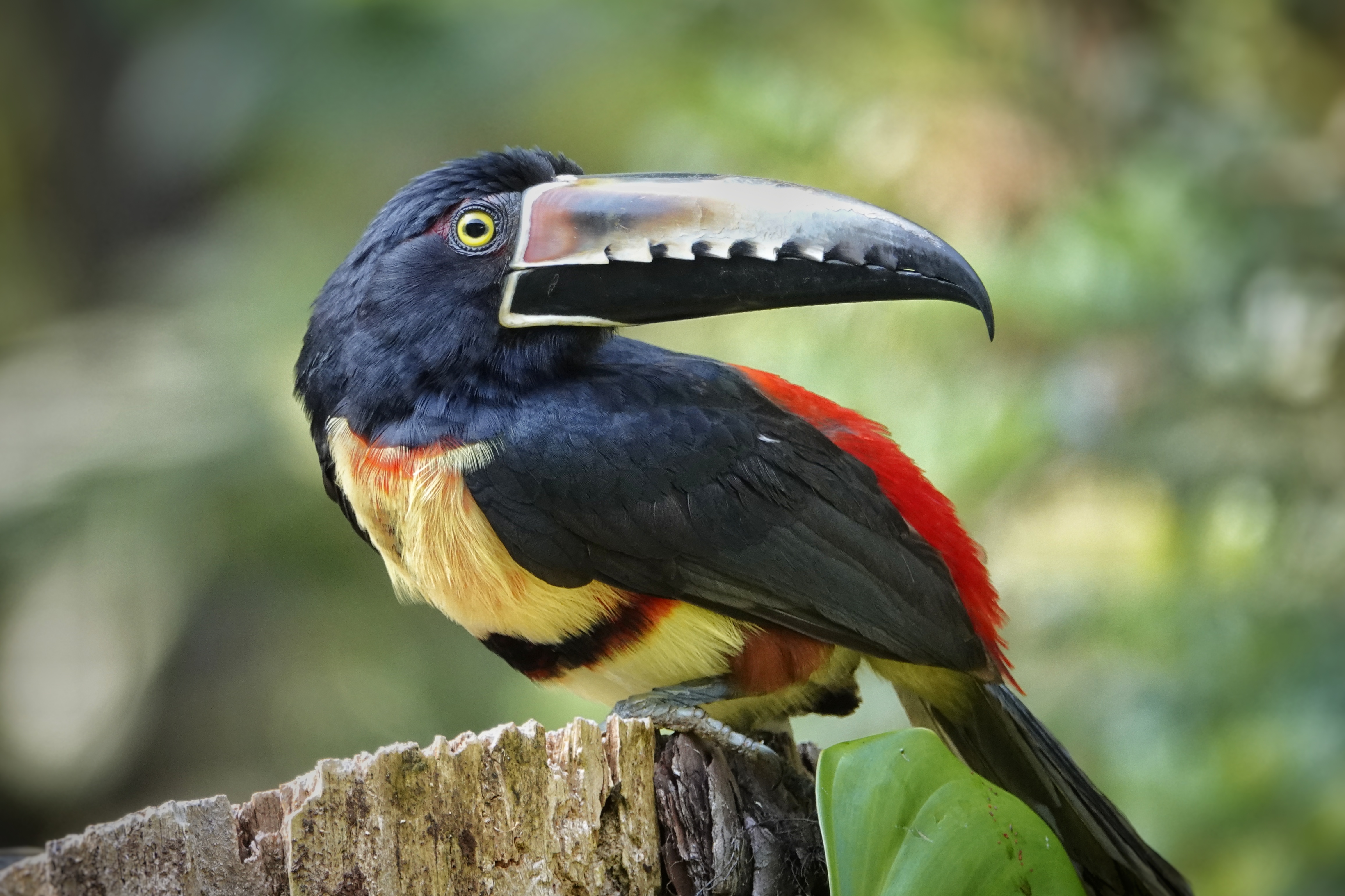Toucan au Costa Rica